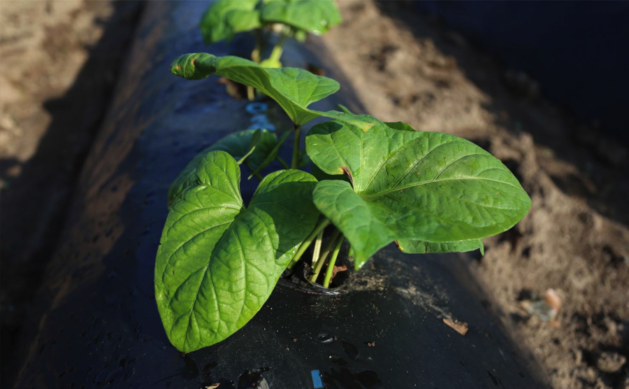 葉っぱを広げた芋