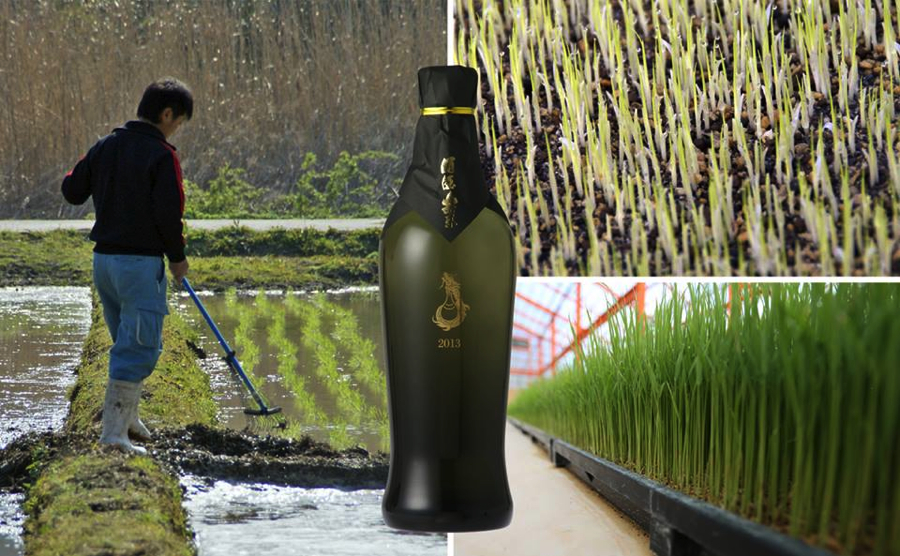 山田錦と酒酒楽楽