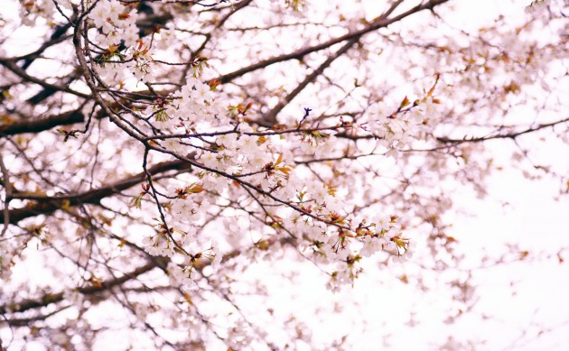 201603sakura