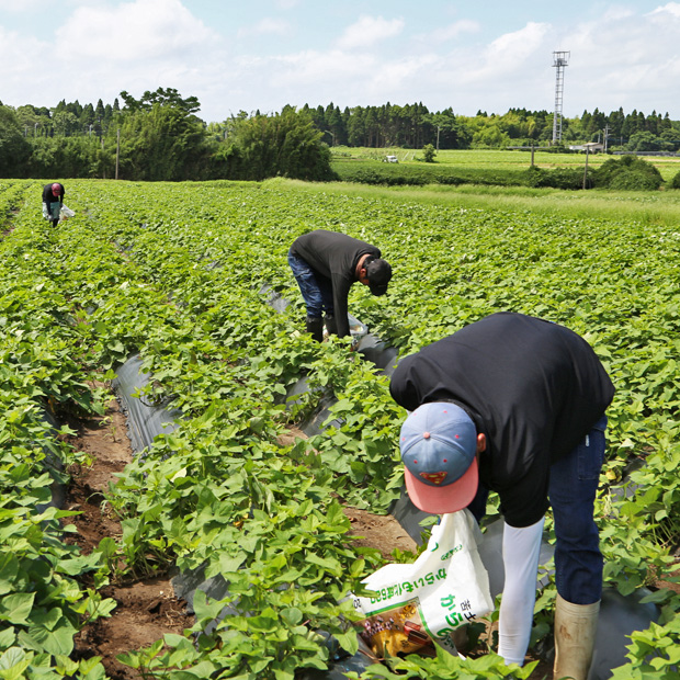さつまいも畑の草取り 蔵人日記 宝山 Houzan 西酒造